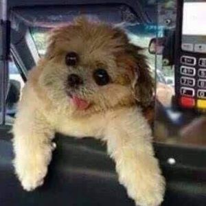 Meet your Posher, Robin